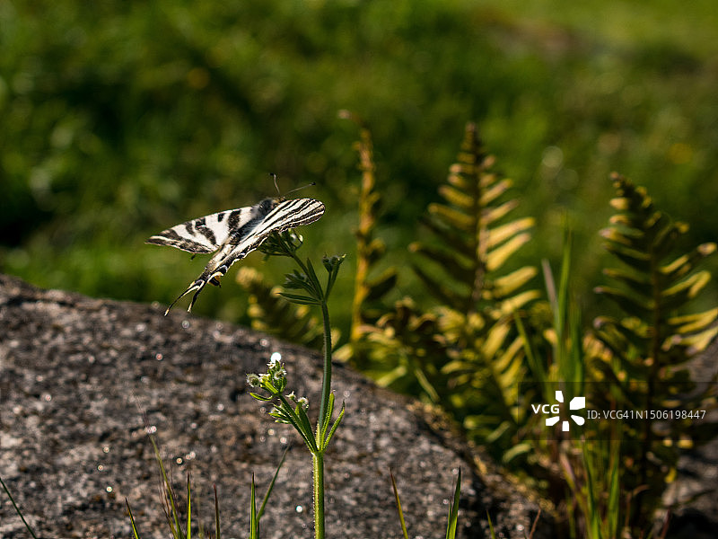 蝴蝶在植物上的特写图片素材