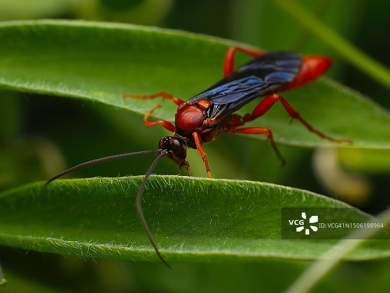 叶子上的昆虫特写，美国约翰·麦克拉伦公园图片素材