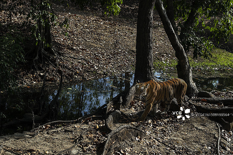 印度班达迦森林的树木图片素材