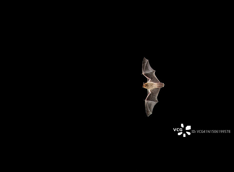 黑色背景下的羽毛特写，保加利亚图片素材