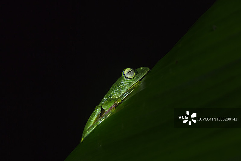 印度卡纳塔克邦阿古姆贝的黑色背景下树叶上的昆虫特写图片素材