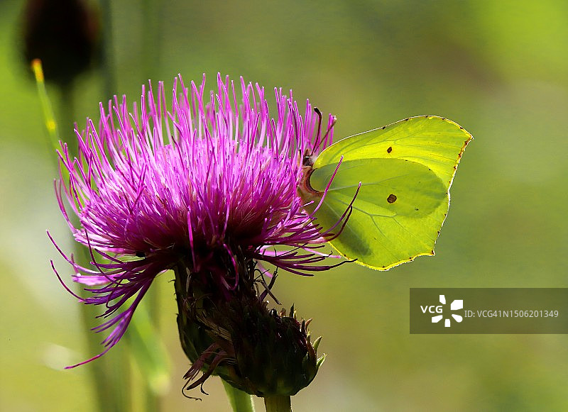 紫色蓟花特写图片素材