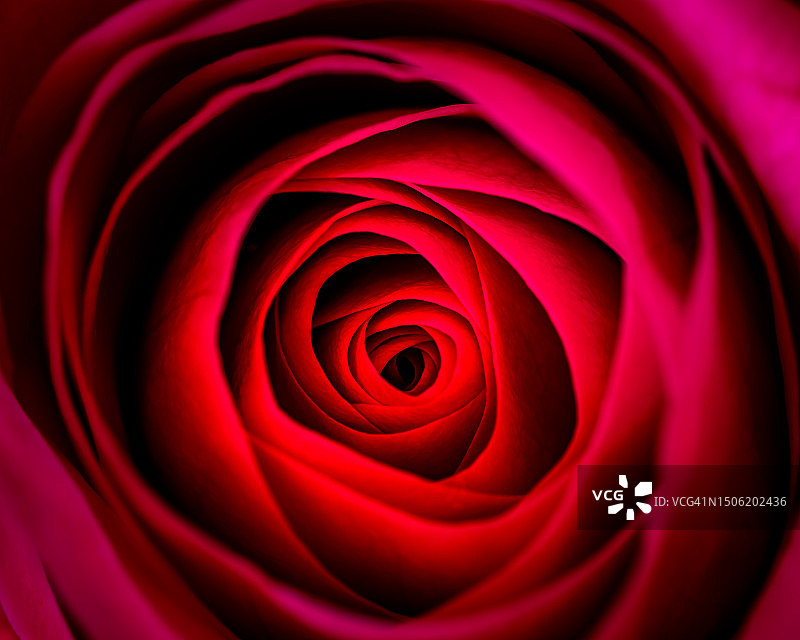 一朵玫瑰花的微距特写，道格拉斯，马恩岛图片素材