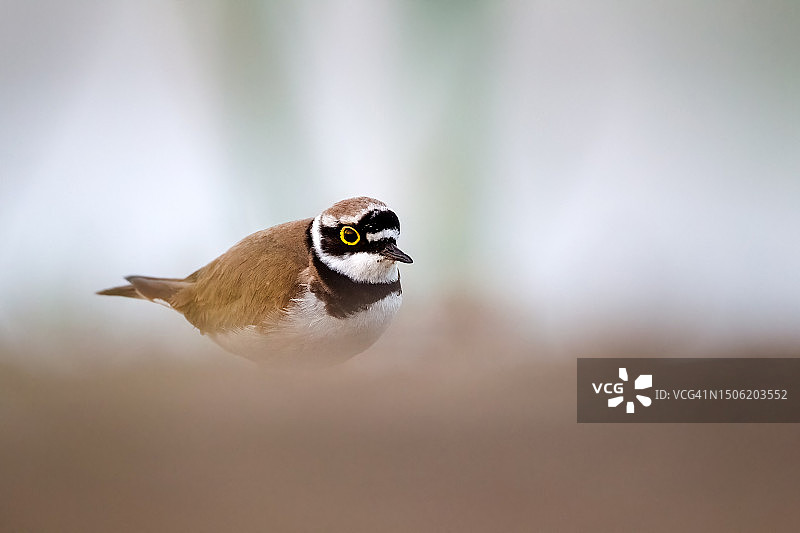 保加利亚植物上的鸻鸟特写图片素材