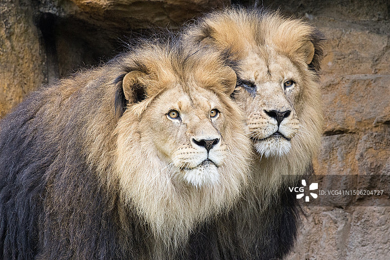 德国伍珀塔尔休伯图斯巷的狮子肖像图片素材