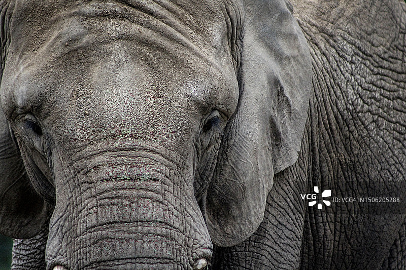 非洲象特写图片素材