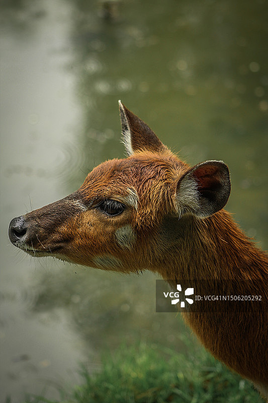 站在湖中的鹿的特写图片素材