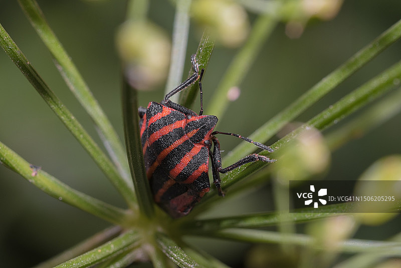 俄罗斯植物上的昆虫特写图片素材