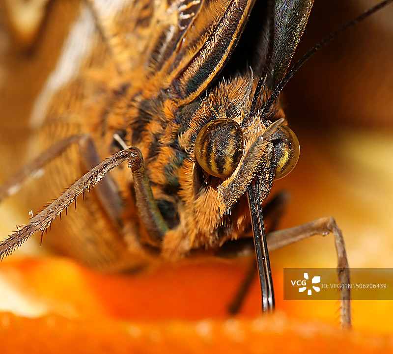 昆虫特写图片素材