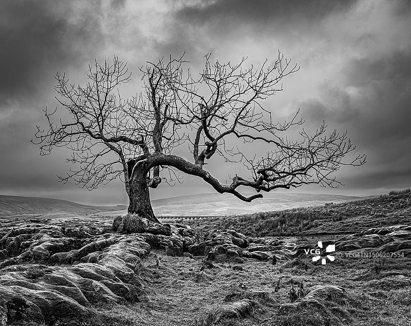 田野树木天空，英国约克图片素材