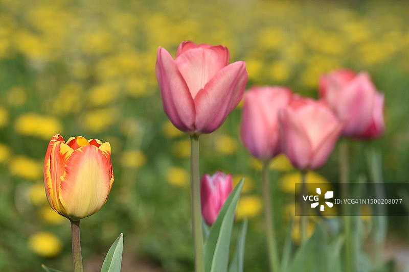 克罗地亚萨格勒布田野上的粉色郁金香特写图片素材