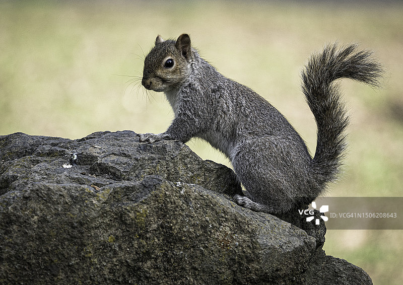 灰松鼠在岩石上的特写，意大利都灵图片素材