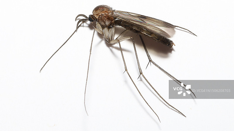 白色背景上的蜻蜓特写，德国奥沙茨图片素材