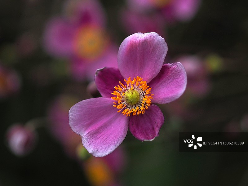 日本粉色开花植物特写图片素材