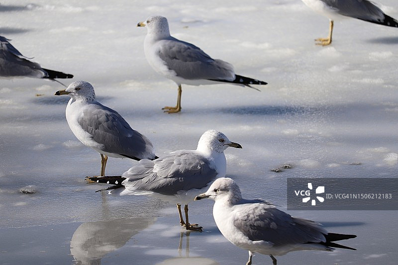 美国鸭子湖岸边栖息的海鸥特写图片素材