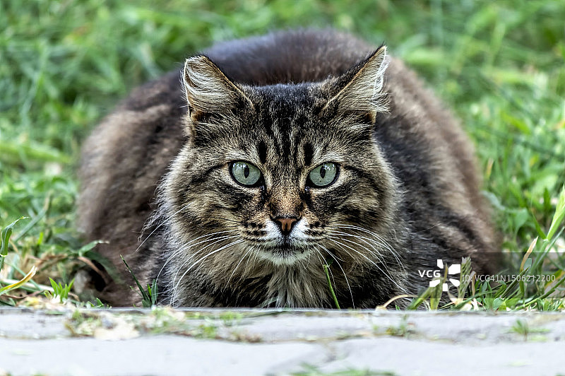 草地上的猫特写图片素材