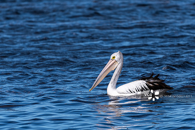 澳大利亚维多利亚州昆斯克利夫，湖中游泳的美洲白鹈鹕特写图片素材