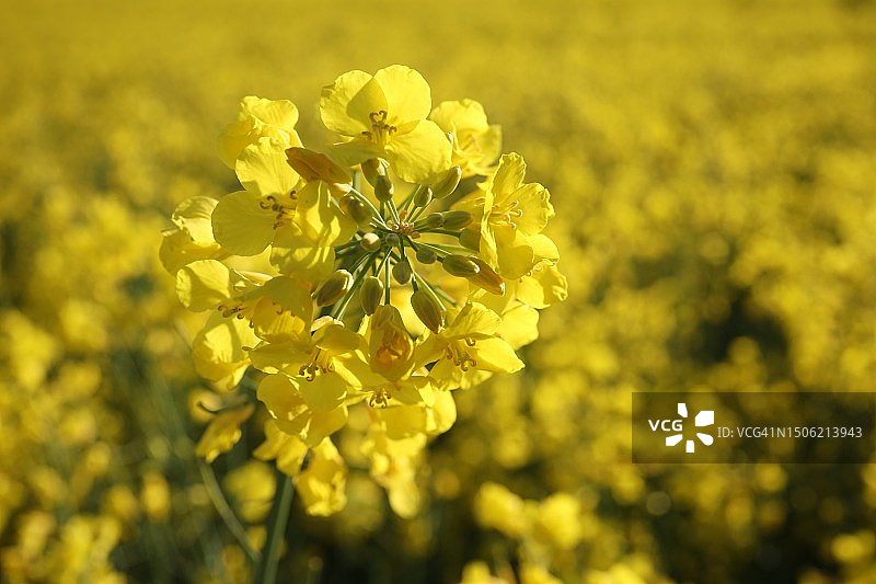 田野上黄色开花植物的特写图片素材
