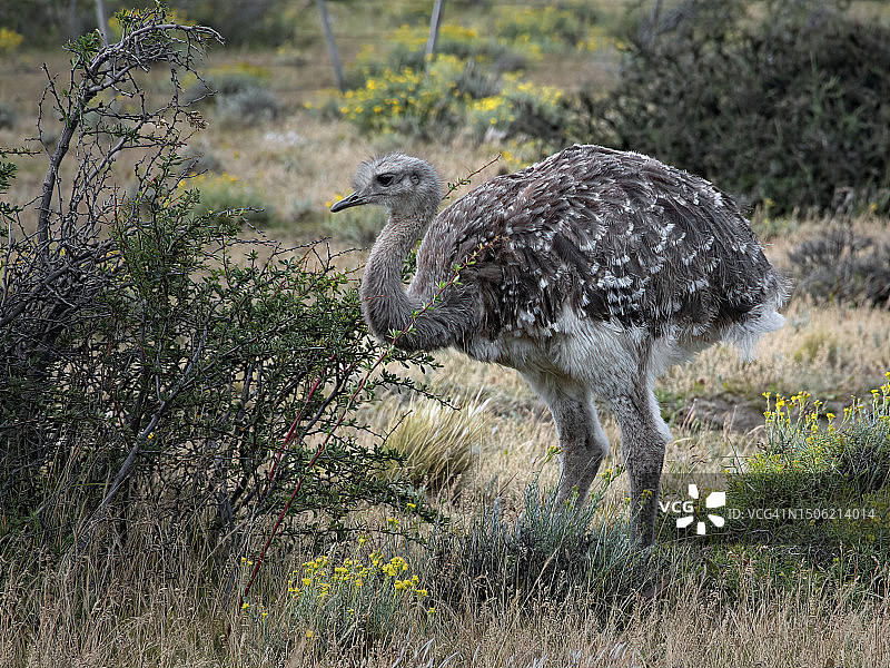 智利百内国家公园草地上栖息的鸵鸟特写图片素材