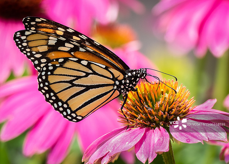 加拿安大略省渥太华粉色花朵上蝴蝶采蜜特写图片素材