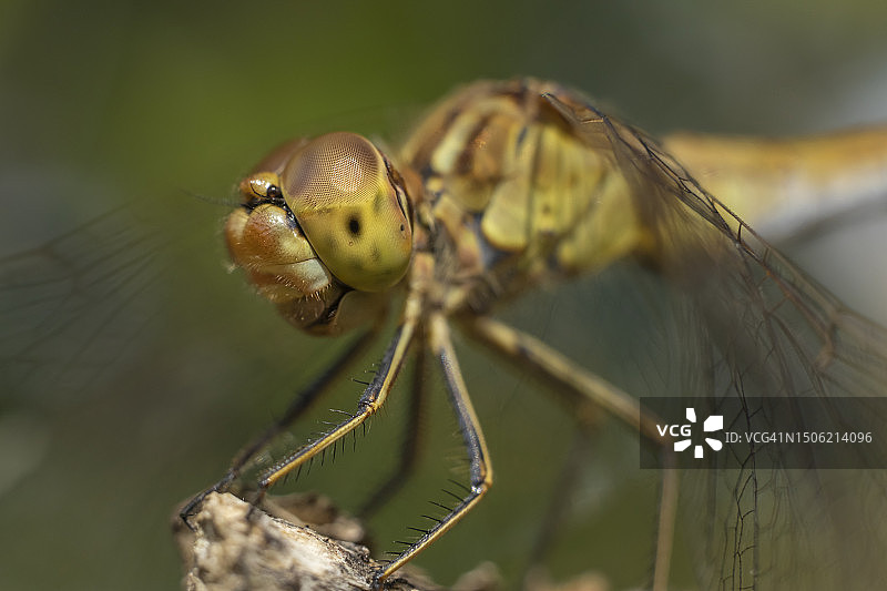 植物上的昆虫特写，匈牙利图片素材