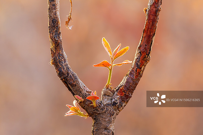 植物特写，背景虚化，印度特伦甘纳邦海得拉巴图片素材