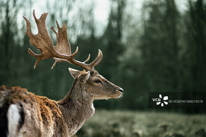 德国上巴伐利亚森林中站立的红鹿侧视图图片素材
