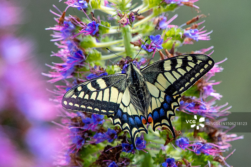西班牙巴利阿里群岛伊维萨，蝴蝶在紫色花朵上授粉特写图片素材