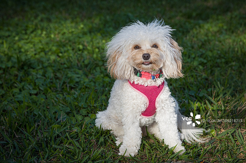 坐在草地上的贵宾犬肖像图片素材
