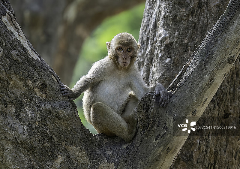 坐在树干上的猕猴图片素材