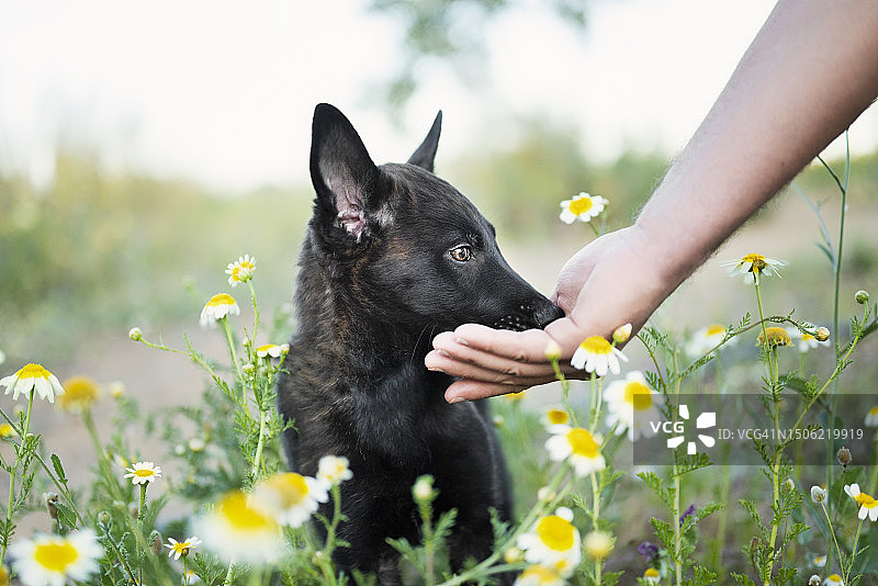 女子手持西班牙牧羊犬，植物背景图片素材