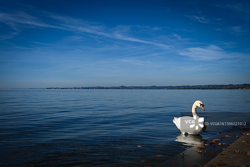 在奥地利清澈的湖水中游泳的天鹅图片素材