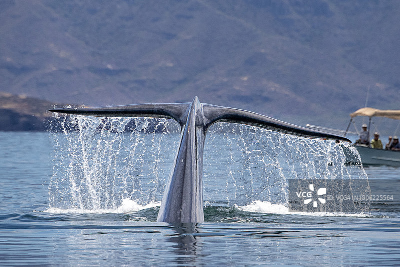 在下加利福尼亚州游泳的蓝鲸图片素材
