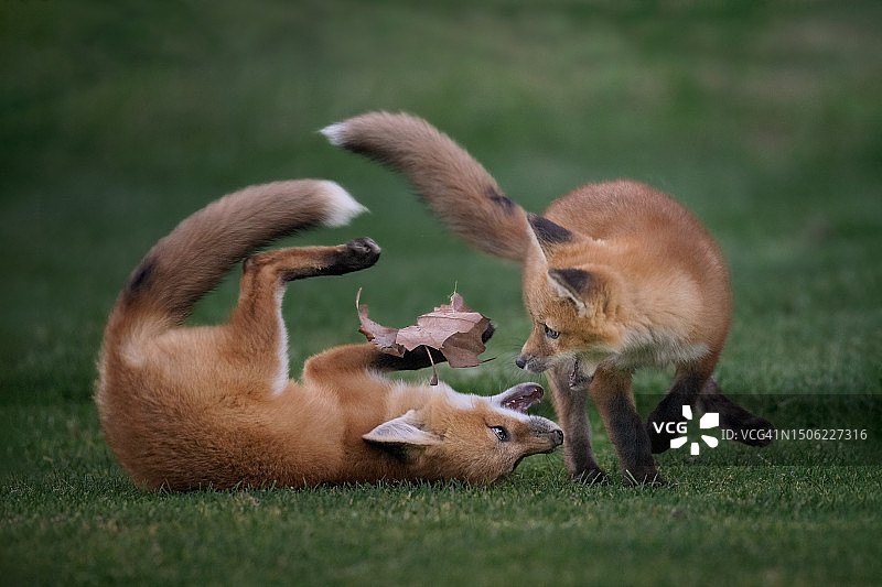美国加利福尼亚州草地上玩耍的两只红狐图片素材