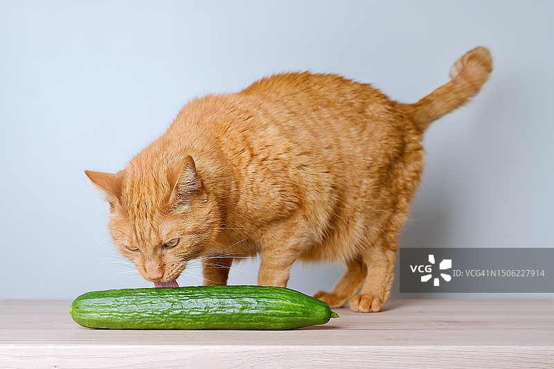 有趣的姜黄色猫咪在灰色背景的桌子上嗅着黄瓜，德国图片素材