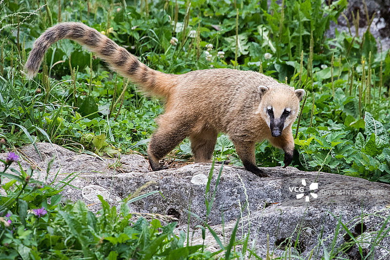 站立在岩石上的浣熊肖像图片素材