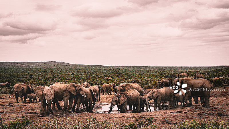 坦桑尼亚姆贝亚区非洲象图片素材