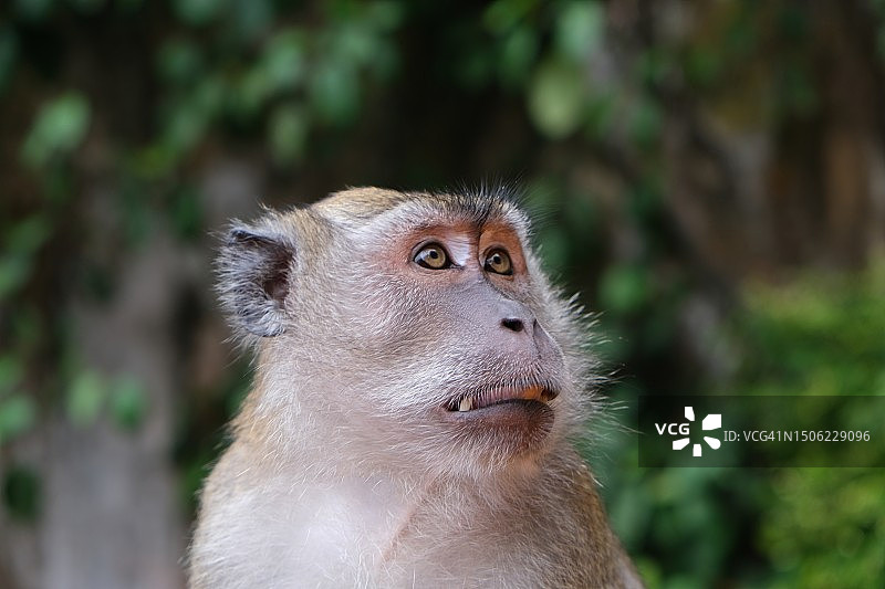 马来西亚向远处看的猕猴特写图片素材