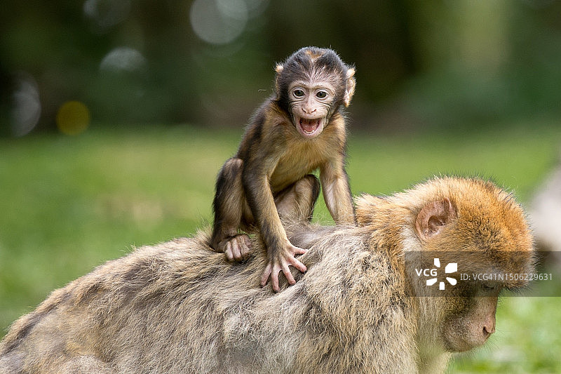 猴宝宝趴在岩石上母亲背上的特写图片素材