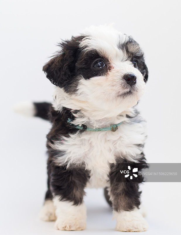 坐在白色背景上的可爱小狗图片素材