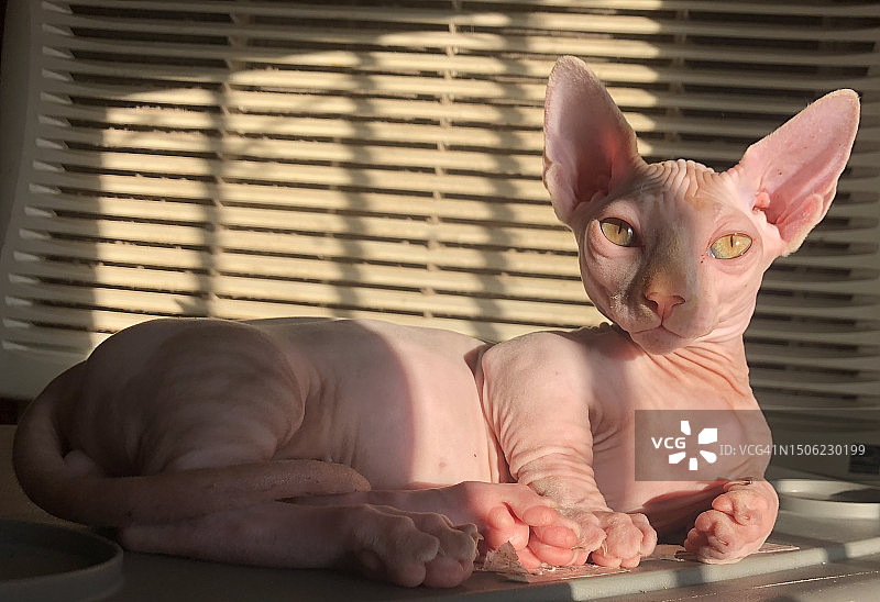 猫咪近距离坐在桌子上图片素材