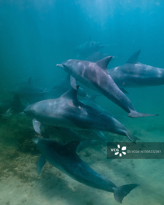 海中畅游的海豚群图片素材
