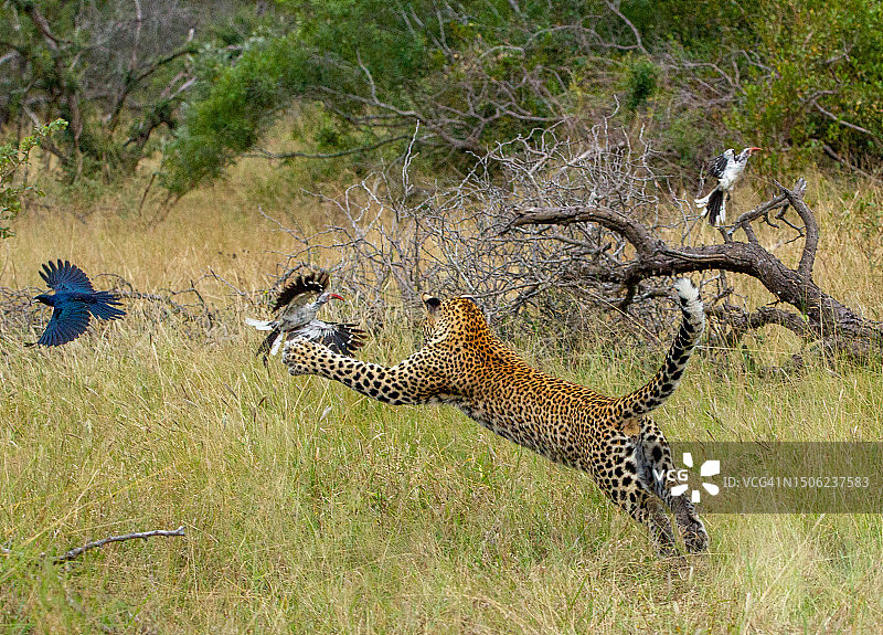 在南非的草地上，年轻的猎豹捕食鸟类图片素材