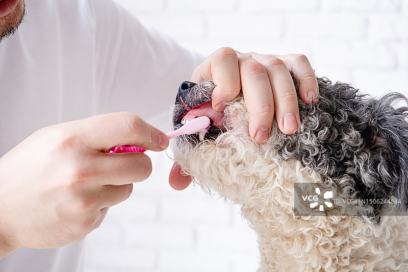 主人在家给可爱的狗刷牙图片素材