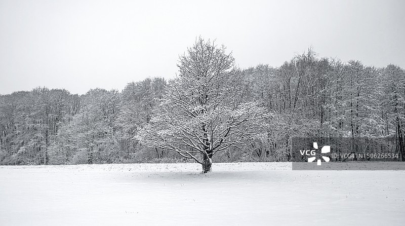 俄罗斯雪原上的树木图片素材