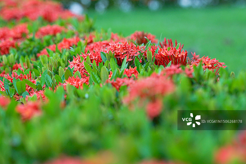 田野上的红色植物特写图片素材