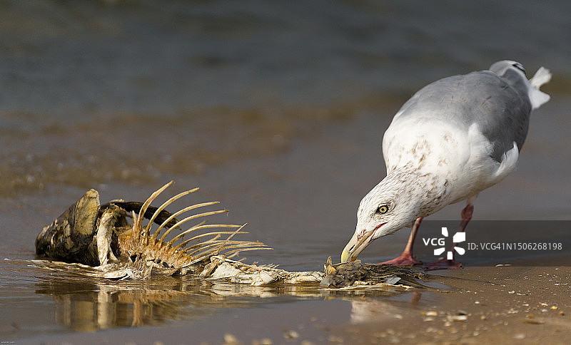 鸟类栖息在水面上，加拿大安大略省沃萨加海滩图片素材