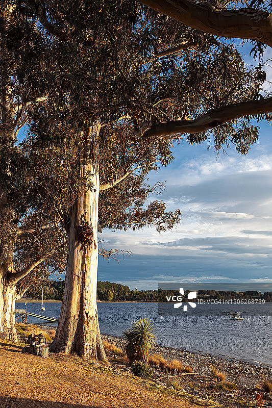 新西兰南地蒂阿瑙湖天空下的海边树木图片素材