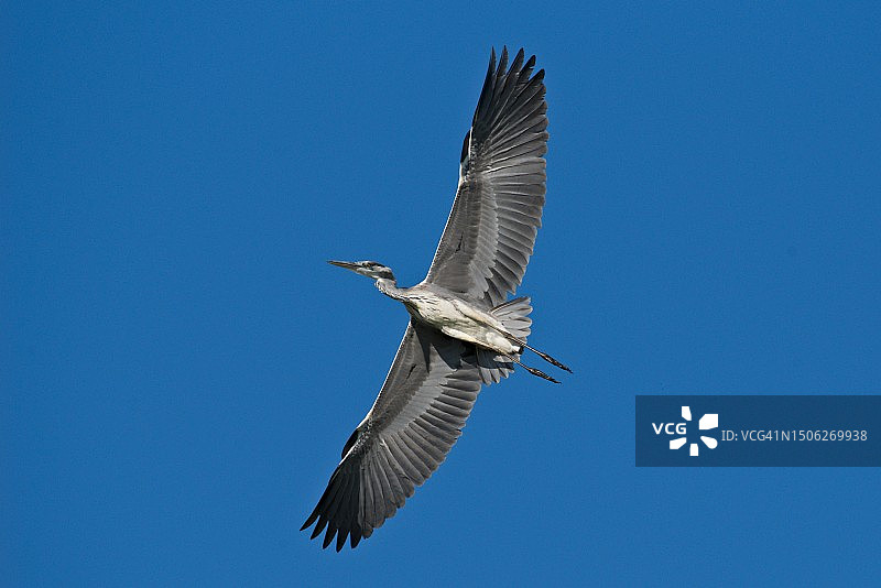 仰视在晴朗的蓝天飞翔的苍鹭图片素材