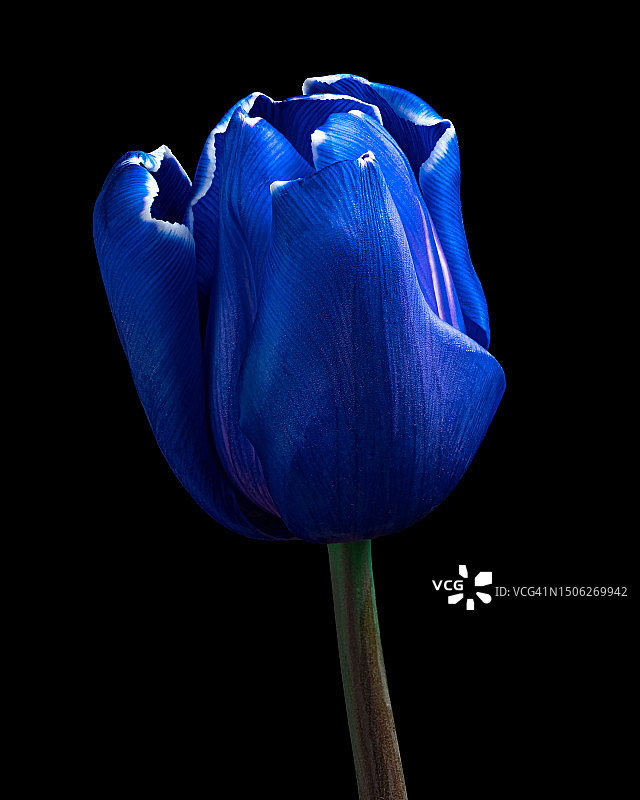 黑色背景下的紫色花朵特写图片素材